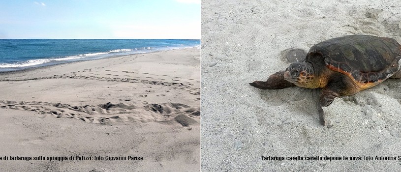 Slide N. 8 - Natura - Spiagge - Tartarughe