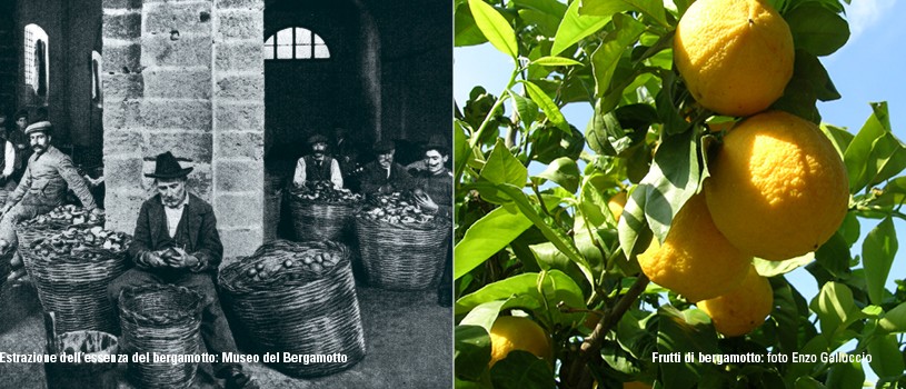 Slide N. 9 - Enogastronomia - Bergamotto